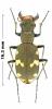 Cicindela sylvicola
